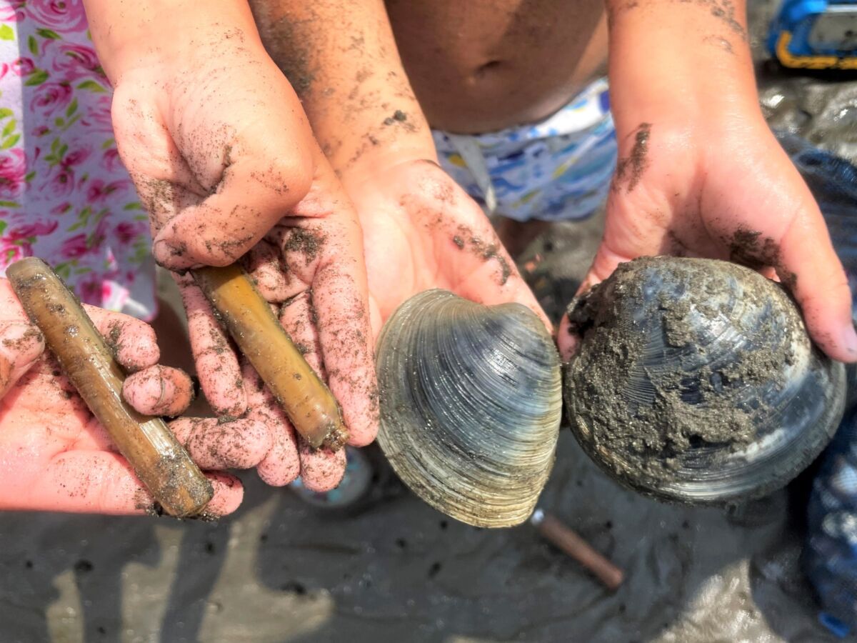 夏の潮干狩り 千葉 ふなばし三番瀬海浜公園で7月に無料で潮干狩りしてきた結果がすごかった アサリ ホンビノス貝 マテ貝 ハマグリ Step By Step